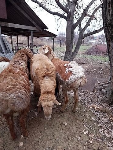 бараний жир: Продаю | Овца (самка), Баран (самец) | Полукровка | Для разведения | Осеменитель — 6
