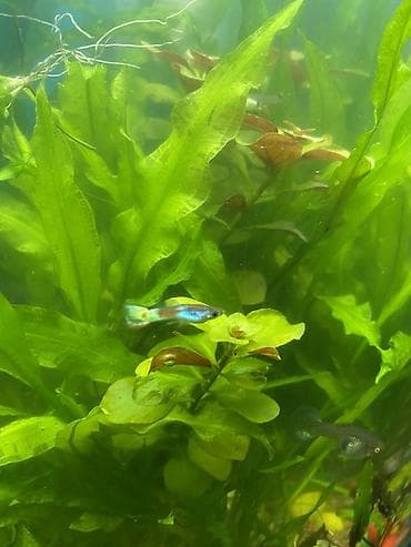 рыбки с аквариумом: Продаю аквариумные растения, очень красивые и пушистые кустики. По 150 — 1