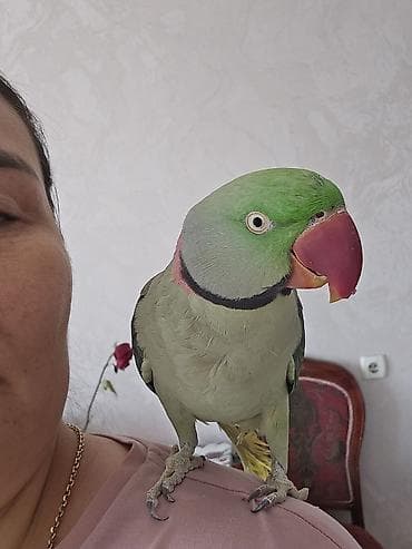 попугай крупный: Александрийский ожереловый попугай (Psittacula eupatria). - — 9