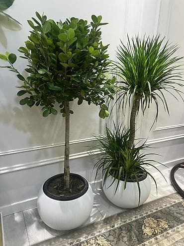 хвойные растения: Декоративные напольные растения в кашпо - Композиция из крупных — 2