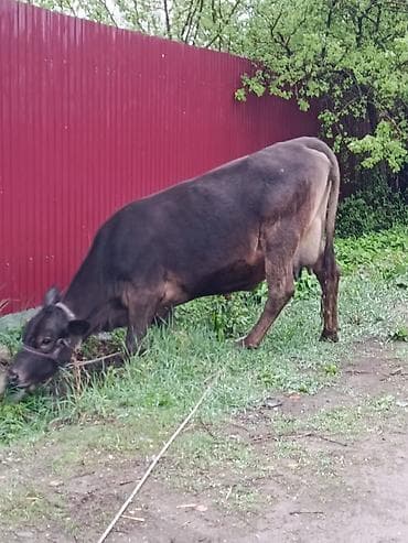 Продам с/х животных: Продаю | Корова (самка) | Для молока | После отела — 6