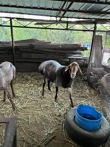 Сатам | Кочкор (эркек) | Союуга | Жасалма жол менен боозутуу, Асыл тукумдуу — 7