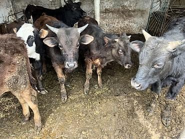 бычки бычок: Продаю | Бык (самец) | Привязанные — 2