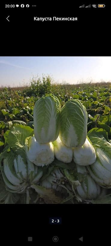 столы бишкек: Капуста Пекинская, Оптом — 3