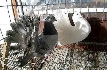 голуби птицы животные: Северокавказский голубь самец 1500 сом. Бакинские по 300 сом. пара — 7