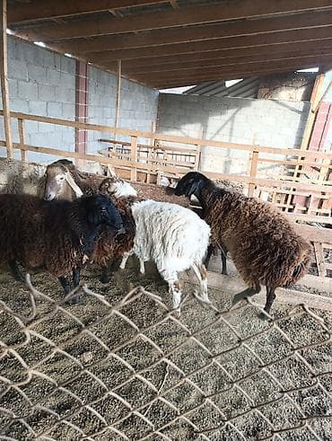 собака хаски сколько стоит: Продаю | Овца (самка) | Для разведения — 1