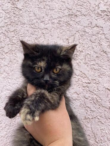 британская кошка купить: 4 месяца, Мальчик, Метис, Приучена к лотку, Проглистована — 8