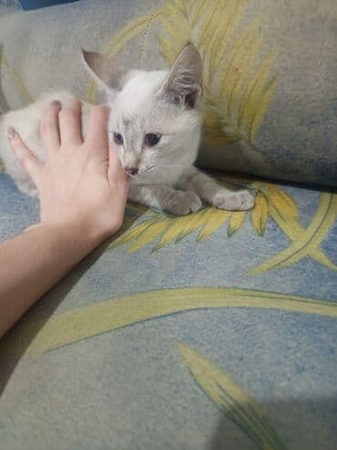 рэгдолл кошка: Котята, домашние. На выбор несколько малышей: - Светлый котенок с — 9