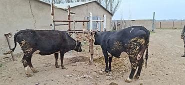 кой рамановский: Продаю | Бык (самец) | На откорм | Привязанные — 1