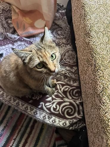 где можно взять кошку бесплатно: Кошка даром: Беспородная, Девочка, Приучена к лотку — 4