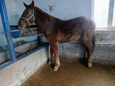 купить собаку шпица недорого: Продаю | Жеребенок | Рабочий — 2