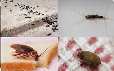 Клининговые услуги: Дезинфекция, дезинсекция, | Клопы, Тараканы, Муравьи, | Подвал, погреб, Офисы, Транспорт — 2