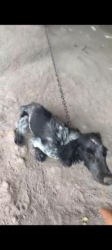 куда можно сдать кошку: Спаниель, 11 месяцев, Самка, С родословной — 3