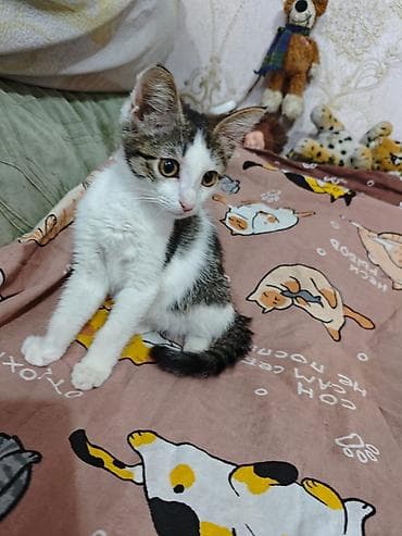 манчкин котенок: 3 месяца, Девочка, Приучена к лотку, Проглистована, С прививками — 3