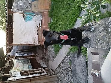 Үй жаныбарлары: Невысокая активная собака среднего размера, окрас чёрный с белыми — 3