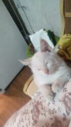 дом кошек: Очаровательный котёнок мальчик 2 месяца с розовыми ушками И хвостиком — 2