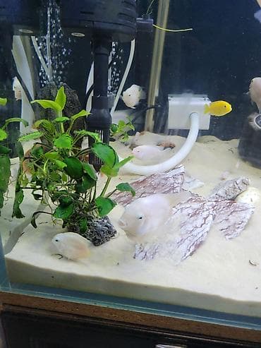 аквариумные черепахи мини: Цихлиды альбиносы для домашнего аквариума белый принцы и попугай — 2