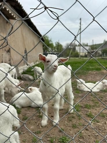 куплю козла: Продаю | Козёл (самец) — 6