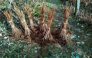 финики бишкек цена: Малина — 2