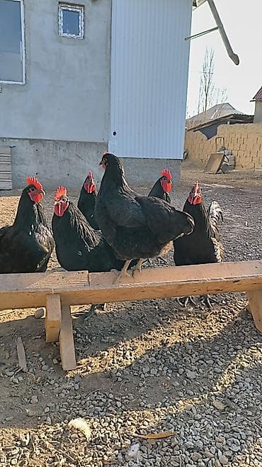 красный речка: Продаю | Инкубационные яйца | Для разведения — 5