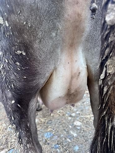 кой сойобуз: Продаю | Корова (самка) | Для молока | Привязанные — 6