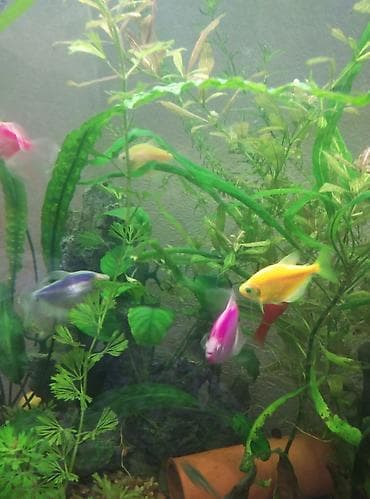 Продаю рыбок тернеции не подростки в количестве 6 - ти штук цена