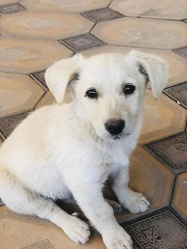 британская золотая шиншилла: 2 месяца, Самец, С прививкой — 3