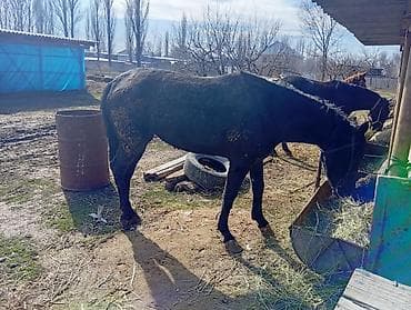 Продаю | Кобыла (самка) | Рабочий