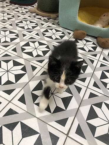scottish fold: Очаровательный котёнок с чёрно-белым окрасом и яркой светлой отметиной — 2