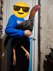 продажа щенков немецкой овчарки с документами в бишкеке: Сатам | Короздор | Дакан | Тебиштирүү үчүн — 9