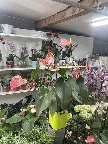 антуриум: Ананасово-розовый антуриум (Anthurium andreanum) в декоративном — 1