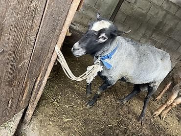 продаю баран: Продаю | Баран (самец) | Романовская | Для разведения | Матка — 2