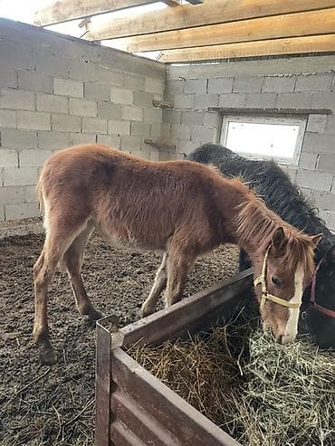 Продаю | Жеребенок | Для разведения