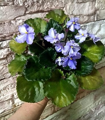 комнатный гранат: Продаю взрослые фиалки 🌺🌺🌺.Цена 300-350-400.Нахожусь в районе Тоголок — 1