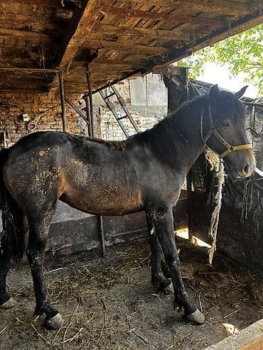 Продаю | Кобыла (самка) | На забой | Племенные