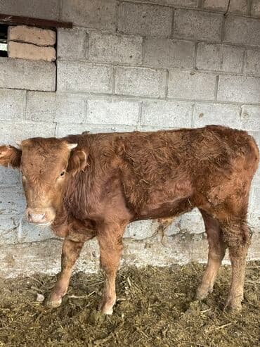 животные корова: Сатам | Музоо | Симментал | Бордоп семиртүү үчүн — 1