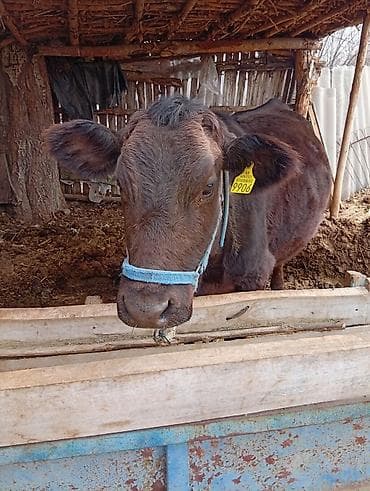 кормушки для птиц: Продаю | Тёлка | Для разведения | Привязанные — 1