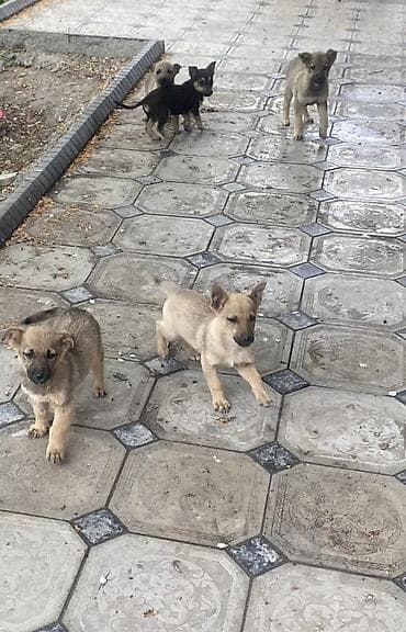 щенок стаффа: Щенки смешанных пород Домашние - Возраст примерно 2 месяца (по фото — 3