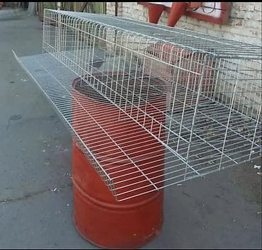 Үй жаныбарлары: Сатам | Тооктор, Короздор — 2