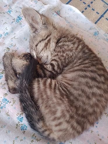 жалал абад кошки: Потерялся котёнок в Баткин 1 2 месяца ушёл вчера и не вернулся — 5
