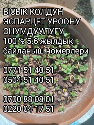 купить семена эспарцета: Семена цветка — 8