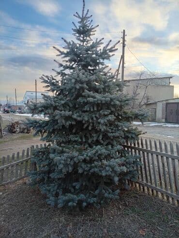 инжир саженцы: Продаю Иссык-кульские голубые ели, 2 дерева, высота 3 метра — 2