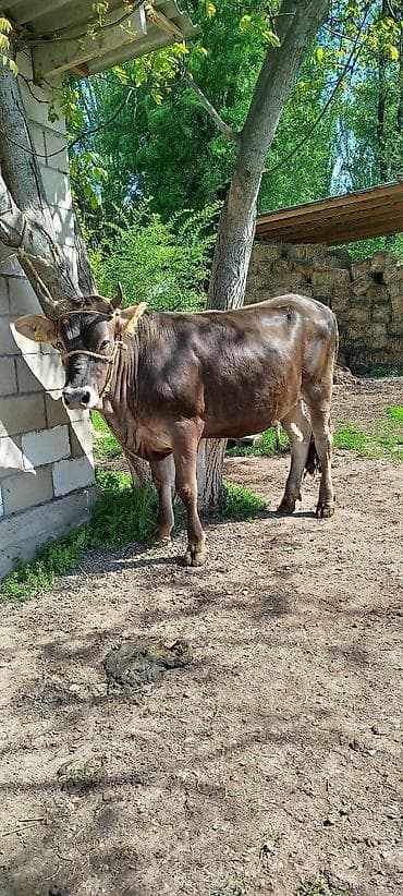 горячий кукуруза: Продаю | Корова (самка) | Для молока | Привязанные — 2