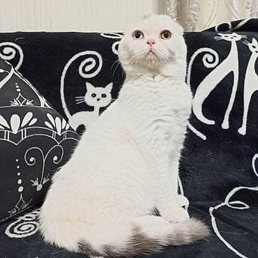 продажа вислоухих шотландских котят: Продаются два мальчика в связи завершение племенной работы окрас — 1