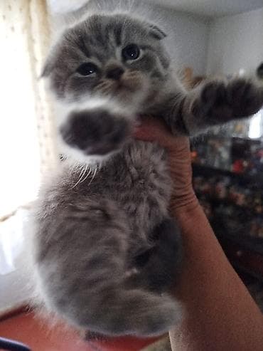 где купить кошку: Шотландский вислоухий котёнок (Scottish Fold) - Окрас: серебристый — 2