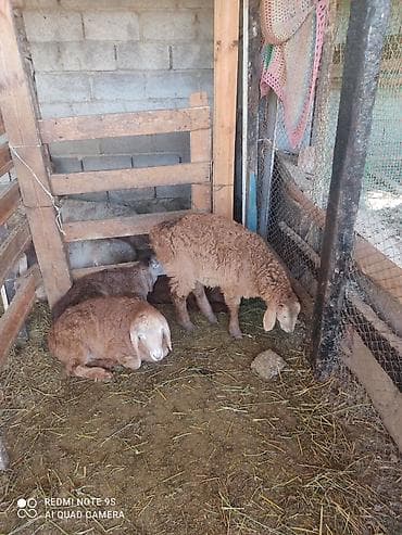 бараны оптом: Продаю | Овца (самка), Ягненок — 3