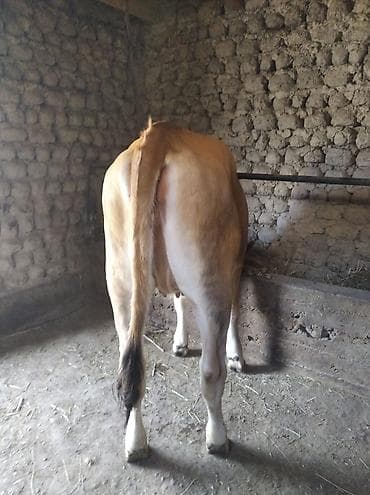 гурк тоок: Сатам | Уй (ургаачы) — 8