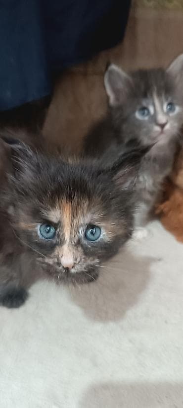 купить кошку манчкин: Гиганты Кошачьего мира♥️ Мейн-Куны 🥰 Мини питомник не клеточного — 1