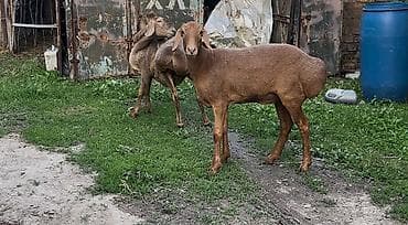 Продаю | Коза (самка) | Для разведения — 2