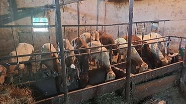 матки бараны: Продаю | Баран (самец) | Полукровка | Для разведения — 4